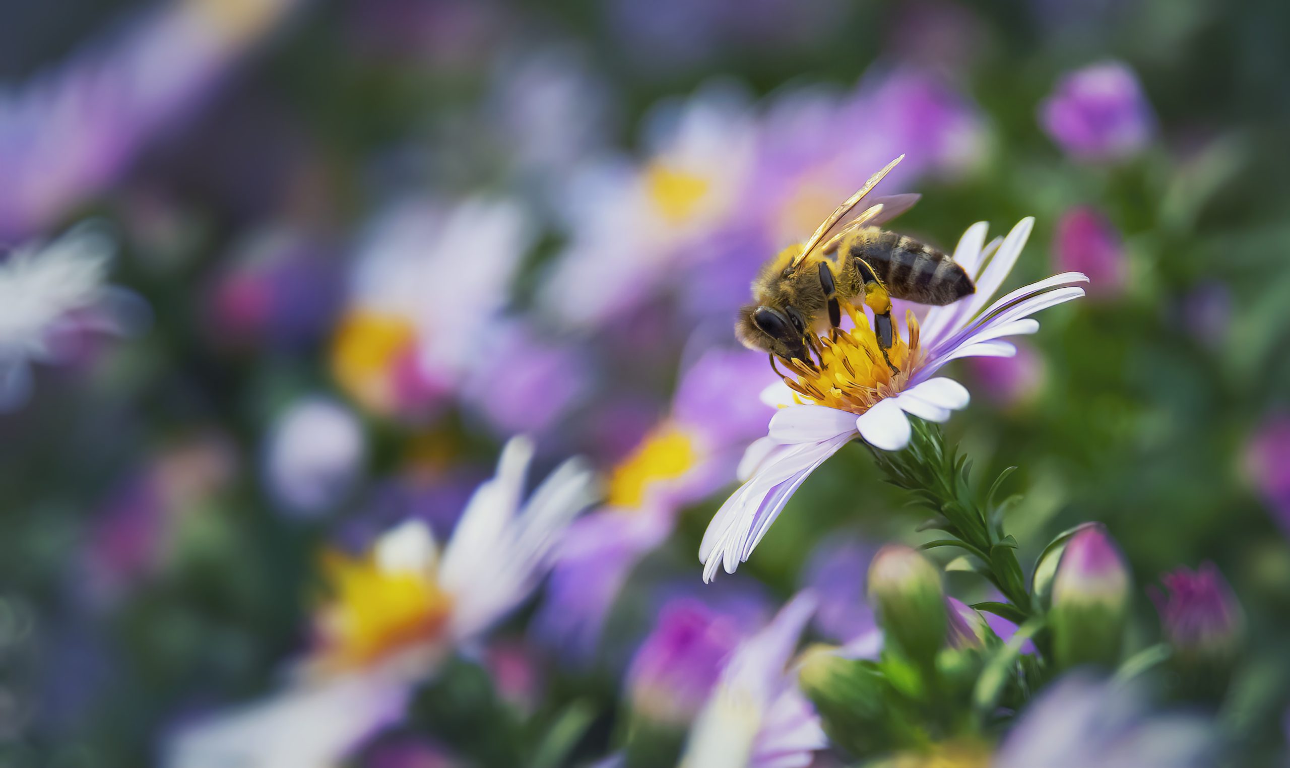 Close-up of a bee on a pink flower and blurred natural floral background in vintage style